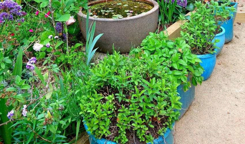 Herbs in pots 3